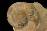 Aalenian Ammonite (Erycites) Fossil in Rock - France #152739-1
